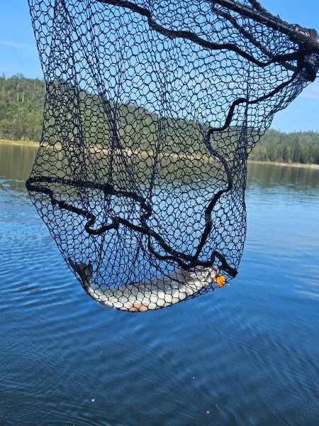 Rainbow trout landed in the net over Bass Lake
